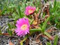 Carpobrotus acinaciformis